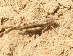 Acrotylus insubricus