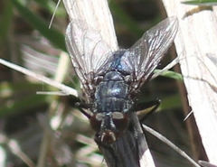 Calliphora latifrons