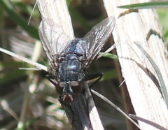 Calliphora latifrons