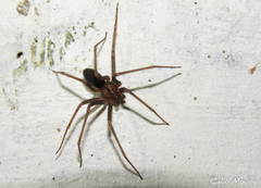 Loxosceles amazonica