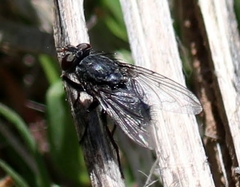 Calliphora latifrons