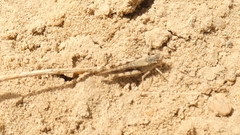 Acrotylus insubricus