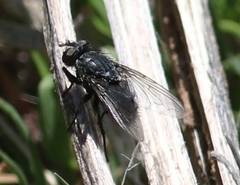 Calliphora latifrons