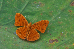 Chersonesia intermedia