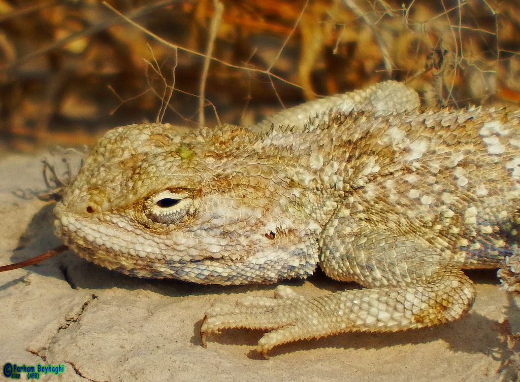 Anderson's Agama