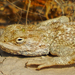 Persian Ground Agama - Photo (c) Parham Beyhaghi, some rights reserved (CC BY-NC), uploaded by Parham Beyhaghi