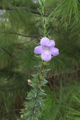 Leucophyllum pringlei
