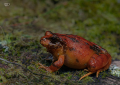 Eupsophus roseus