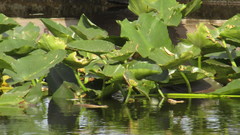 Nuphar advena image