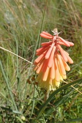 Kniphofia stricta