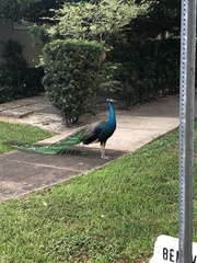 Pavo cristatus