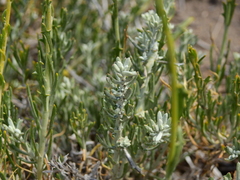 Senecio neaei incisus