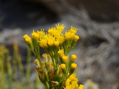 Senecio neaei incisus