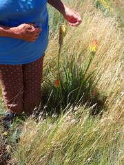 Kniphofia stricta