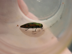 Lamprodila vivata