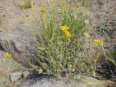 Senecio neaei incisus