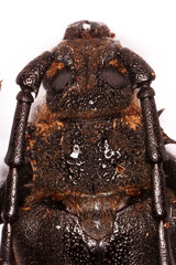 Pixodarus spiniscapus
