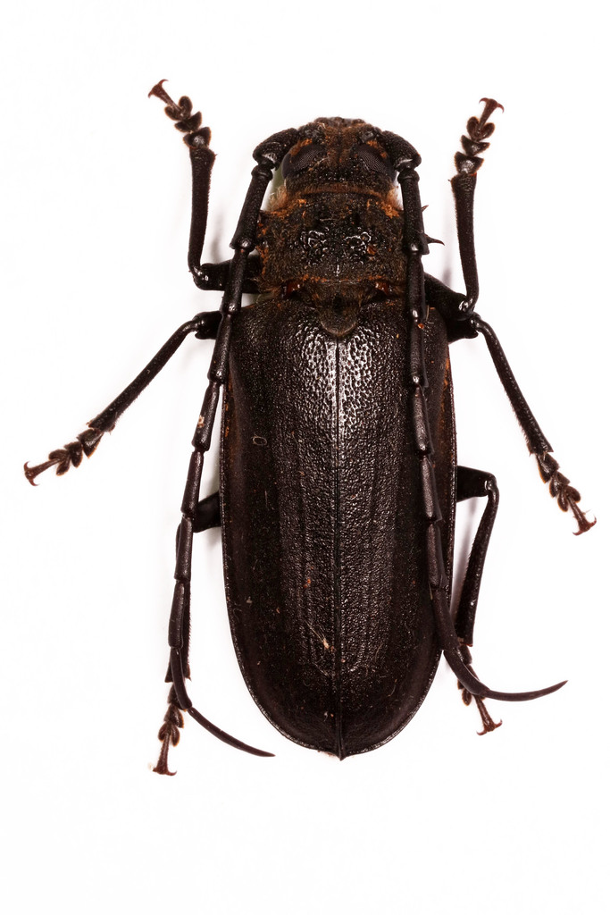 Embarrassment Longhorn