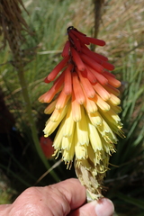 Kniphofia stricta