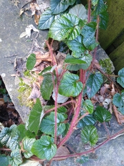 Rubus phoenicolasius