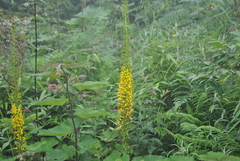 Ligularia przewalskii