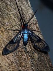 Mesothen caeruleicorpus