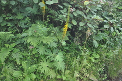 Ligularia przewalskii