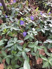Vinca minor