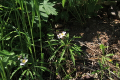 Anemonoides uralensis