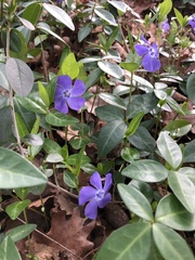 Vinca minor