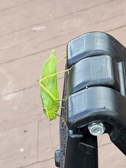 Stilpnochlora couloniana image