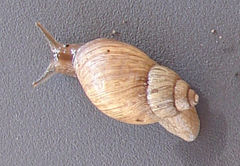 Bothriembryon brazieri