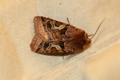 Cerastis enigmatica