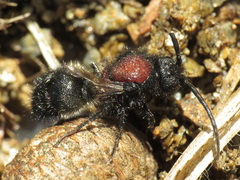 Physetopoda punctata