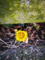 Tussilago farfara