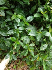 Strobilanthes crispus