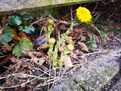 Tussilago farfara
