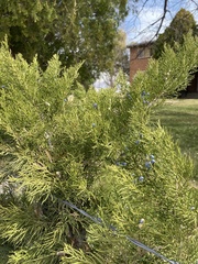 Juniperus