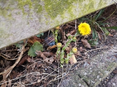 Tussilago farfara