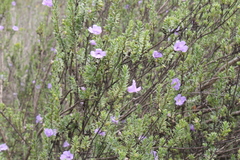 Leucophyllum pringlei