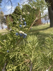 Juniperus