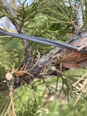 Juniperus