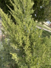 Juniperus