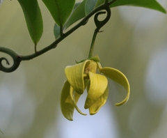 Artabotrys hexapetalus