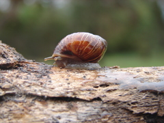 Bothriembryon brazieri