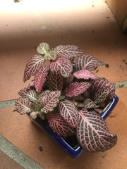 Fittonia
