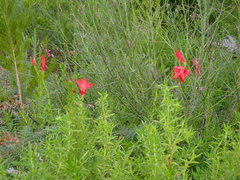 Gladiolus sempervirens