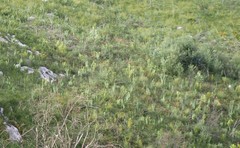 Gladiolus sempervirens