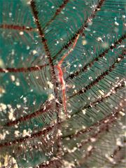 Manipontonia psamathe