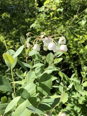 Zenobia pulverulenta